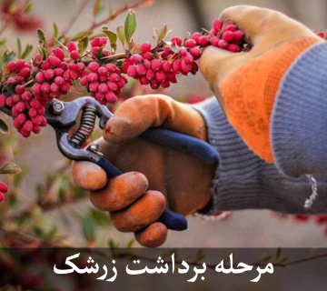 برداشت زرشک