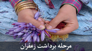 مرحله برداشت زعفران