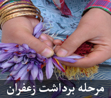 مرحله برداشت زعفران